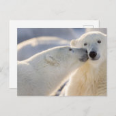 Polar Bear Kiss Postkarte (Vorne/Hinten)