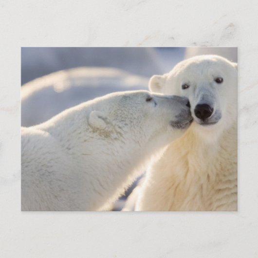 Polar Bear Kiss Postkarte (Vorderseite)