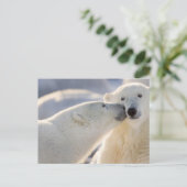 Polar Bear Kiss Postkarte (Stehend Vorderseite)