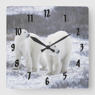 Polar Bear Love Quadratische Wanduhr