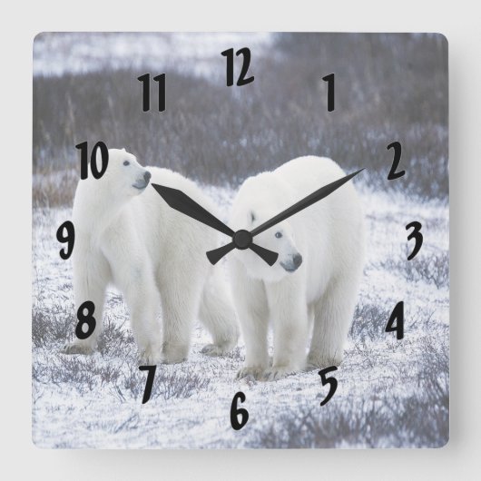 Polar Bear Love Quadratische Wanduhr (Vorderseite)
