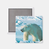 Polar Bear Magnet (Vorderseite/Rückseite)