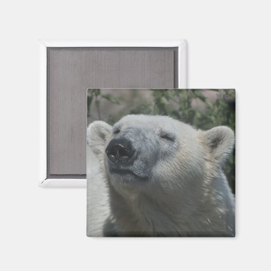 Polar Bear Magnet (Vorderseite/Rückseite)