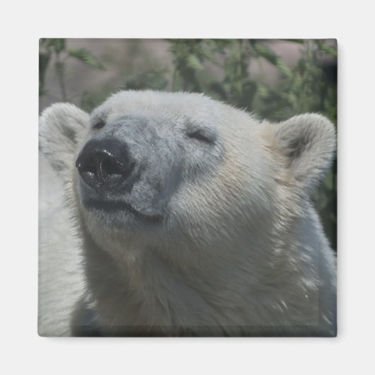 Polar Bear Magnet (Vorne)