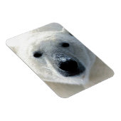 Polar Bear Magnet (Rechte Seite)
