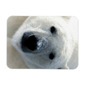 Polar Bear Magnet (Horizontal)