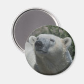 Polar Bear Magnet (Vorderseite/Rückseite)