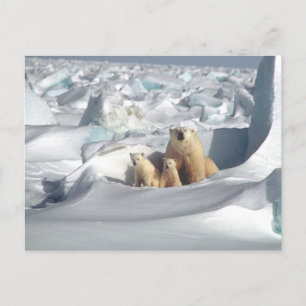 Polar Bear Mama and Cubs Foto Postkarte