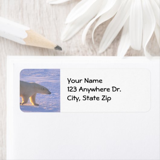 Polar Bear Morn (Insitu)