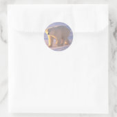 Polar Bear Morn 2 Runder Aufkleber (Tasche)