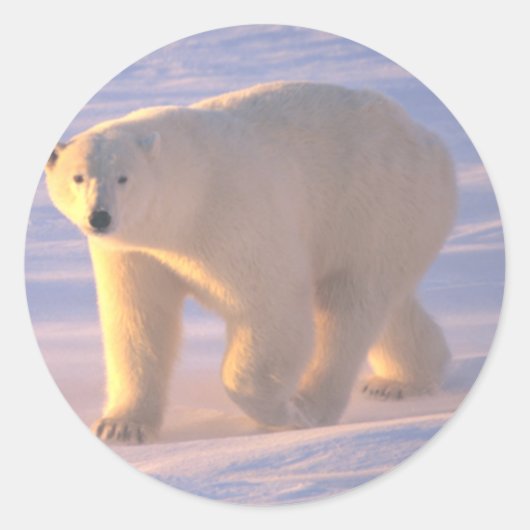Polar Bear Morn 2 Runder Aufkleber (Vorderseite)