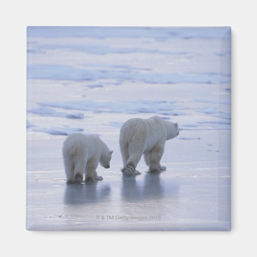 Polar Bear Mother and Cub Magnet (Vorne)