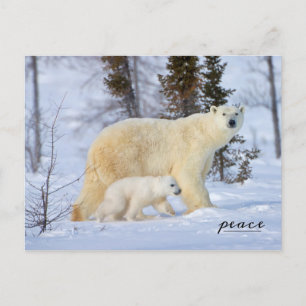 Polar Bear Mother and Cub on Tundra Feiertagspostkarte