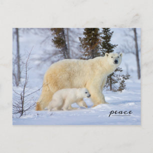 Polar Bear Mother and Cub on Tundra Feiertagspostkarte