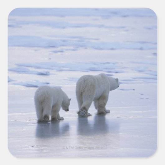 Polar Bear Mother and Cub Quadratischer Aufkleber (Vorderseite)