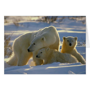 Polar Bear Mother and Cubs Portrait Blank Card