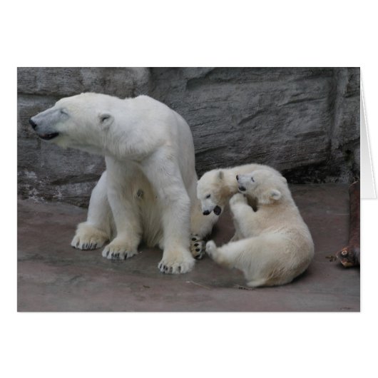 Polar Bear Mum und Cubs (Vorderseite (Horizontal))