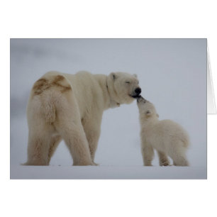 Polar Bear Mutter mit Cube