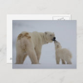 Polar Bear Mutter mit Cube Postkarte (Vorne/Hinten)