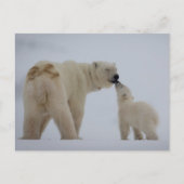 Polar Bear Mutter mit Cube Postkarte (Vorderseite)