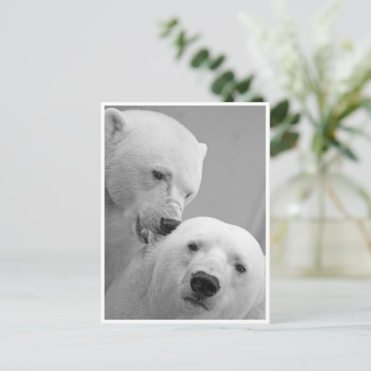 Polar Bear Nibbles Postkarte (Stehend Vorderseite)
