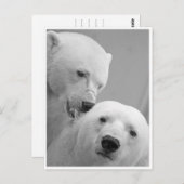 Polar Bear Nibbles Postkarte (Vorne/Hinten)