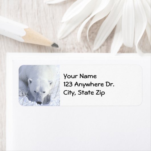 Polar Bear Nickerchen (Insitu)