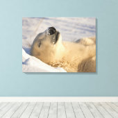 Polar Bear Nickerchen Leinwanddruck (Insitu (Holzboden))