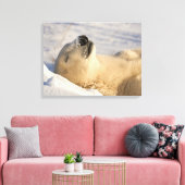 Polar Bear Nickerchen Leinwanddruck (Insitu (Wohnzimmer))