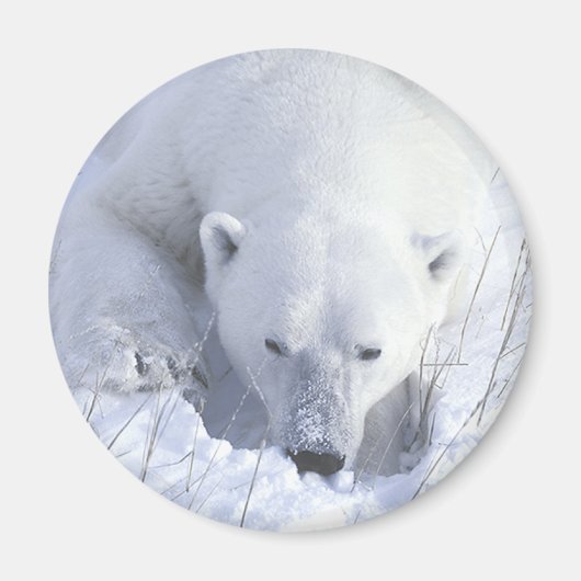 Polar Bear Nickerchen Magnet (Vorne)