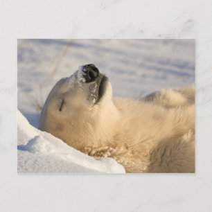 Polar Bear Nickerchen Postkarte