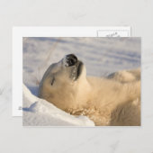 Polar Bear Nickerchen Postkarte (Vorne/Hinten)