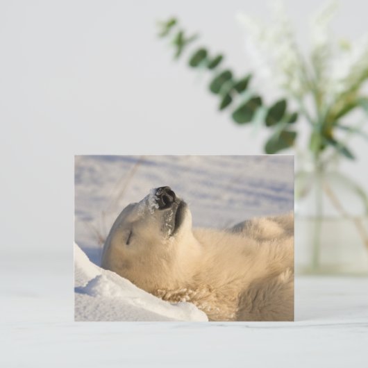 Polar Bear Nickerchen Postkarte (Stehend Vorderseite)