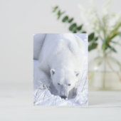 Polar Bear Nickerchen Postkarte (Stehend Vorderseite)