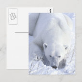 Polar Bear Nickerchen Postkarte (Vorne/Hinten)