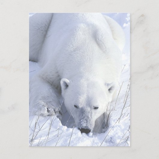 Polar Bear Nickerchen Postkarte (Vorderseite)