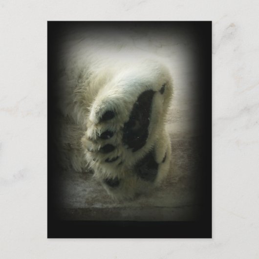 Polar Bear Paws Postcard Postkarte (Vorderseite)