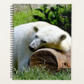 Polar Bear Planer (Vorderseite)