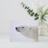 Polar Bear Portrait Feiertagspostkarte (Stehend Vorderseite)