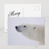 Polar Bear Portrait Feiertagspostkarte (Vorne/Hinten)