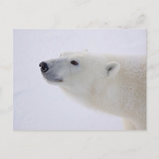 Polar Bear Portrait Feiertagspostkarte (Vorderseite)