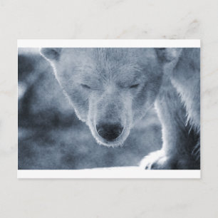 Polar Bear Portrait Postkarte