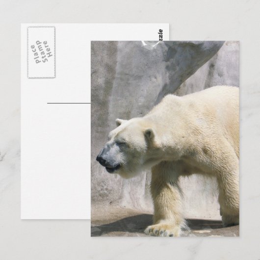 Polar Bear Postcard Postkarte (Vorne/Hinten)