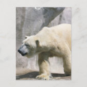 Polar Bear Postcard Postkarte (Vorderseite)