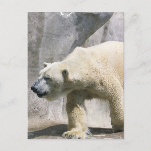Polar Bear Postcard Postkarte (Vorderseite)