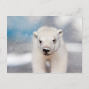 Polar Bear Postcard Postkarte
