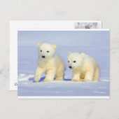 Polar Bear Postcard Postkarte (Vorne/Hinten)