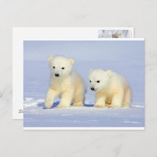 Polar Bear Postcard Postkarte (Vorne/Hinten)