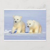 Polar Bear Postcard Postkarte (Vorderseite)
