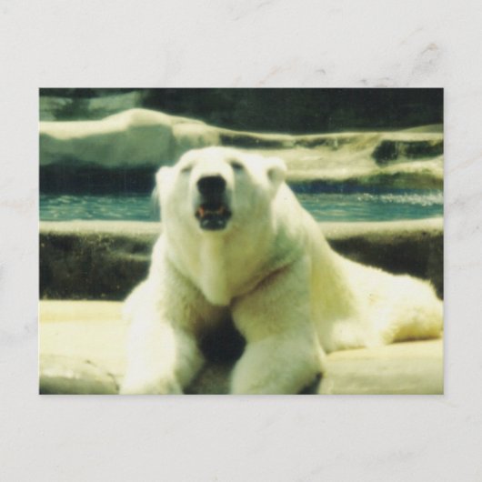 Polar Bear Postcard Postkarte (Vorderseite)